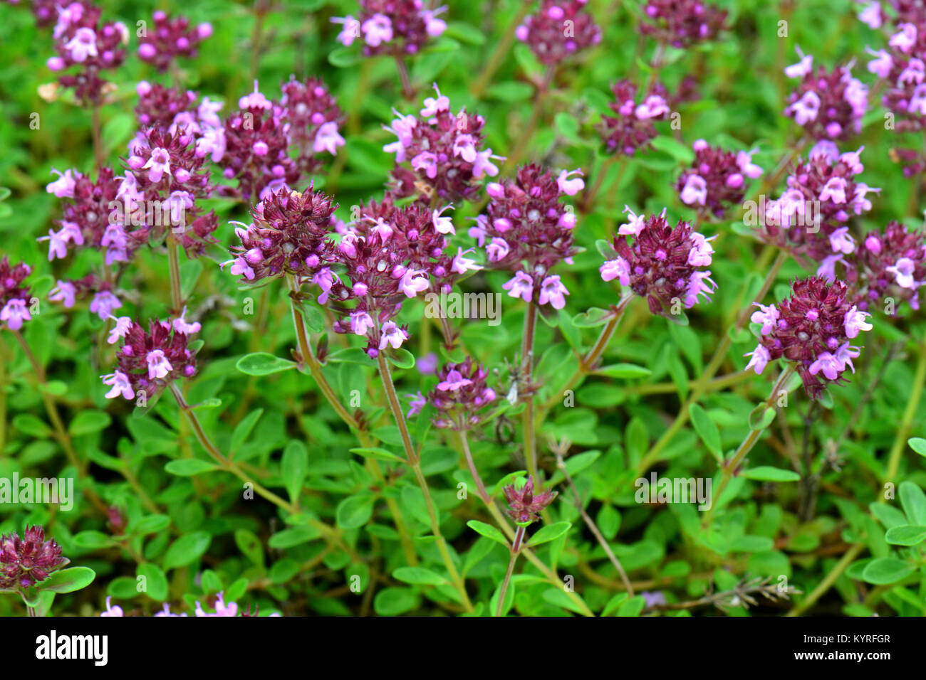 Common Thyme (Thymus vulgaris), flowering Stock Photo Alamy