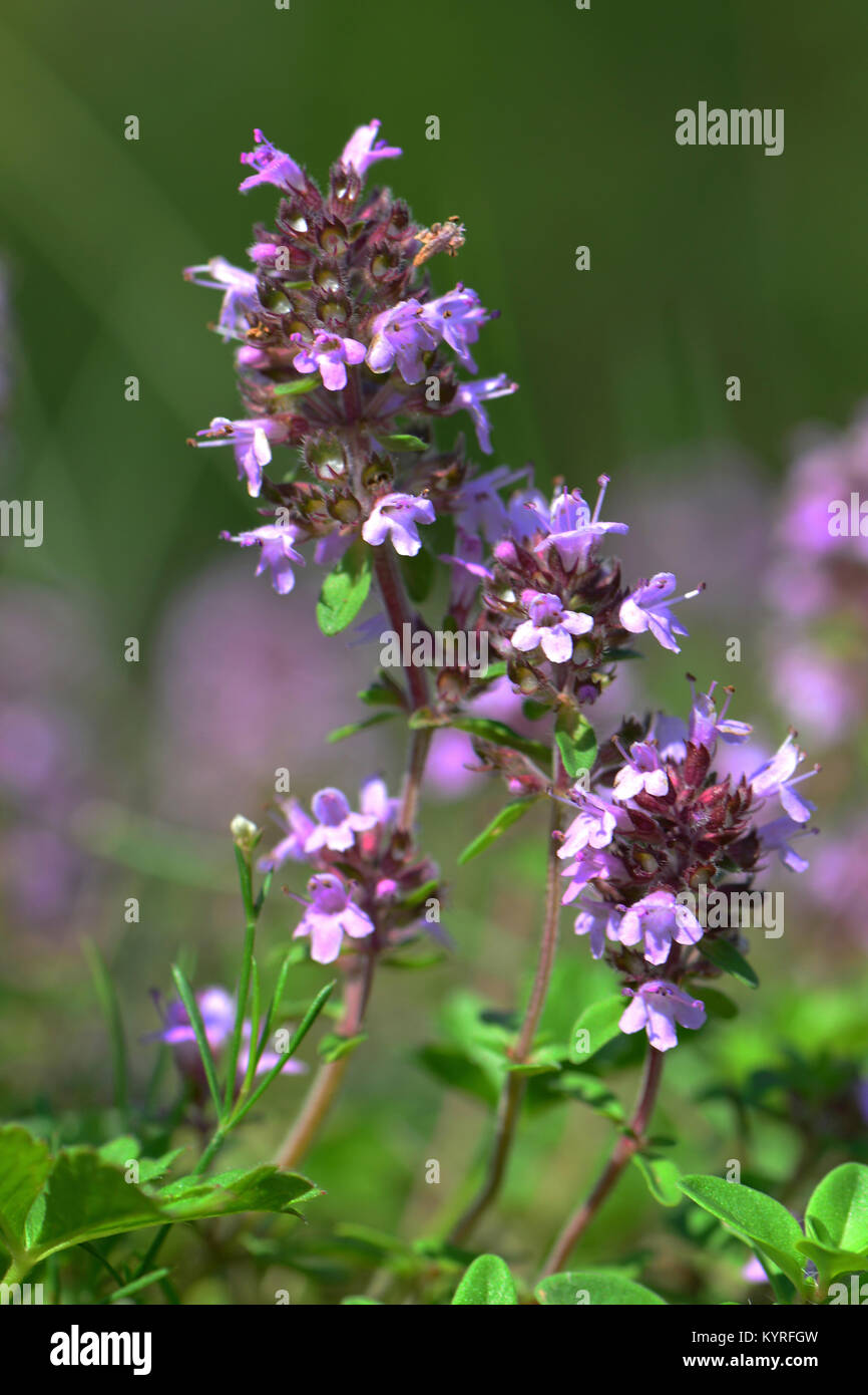 Common thyme thymus vulgaris hires stock photography and images Alamy