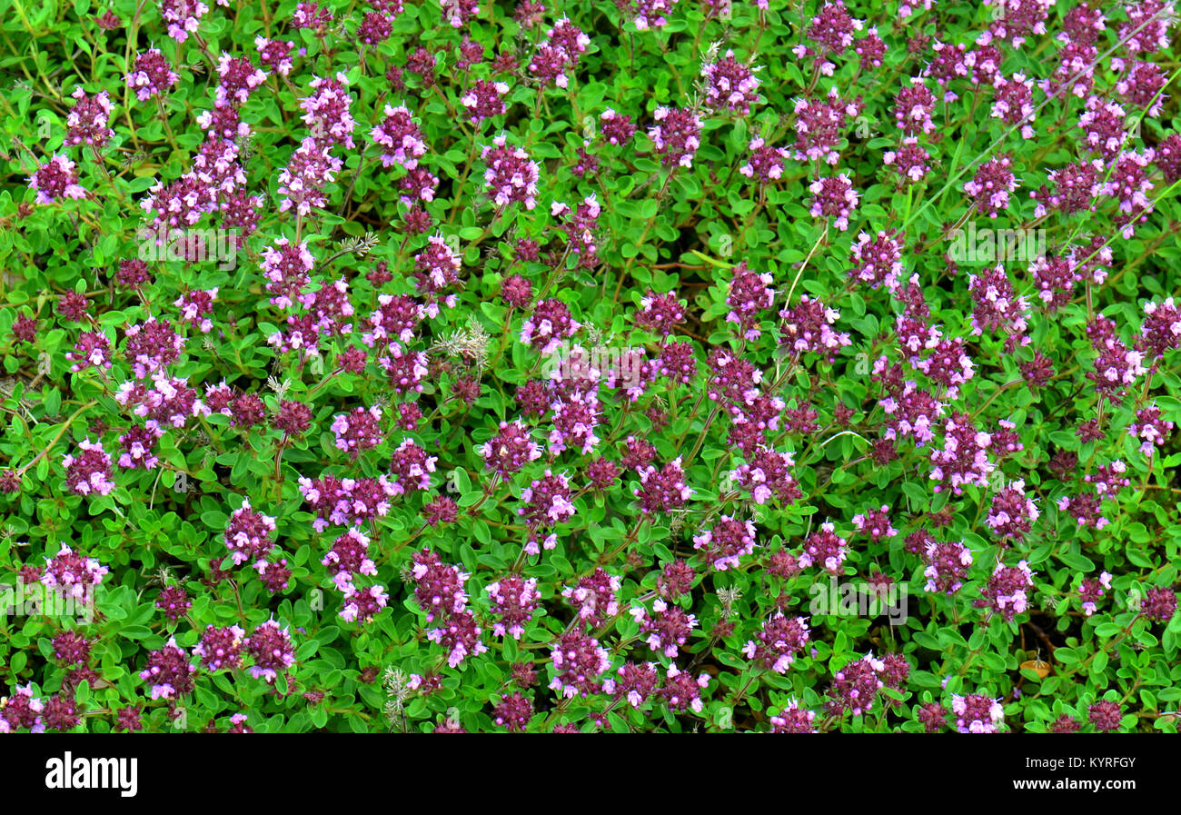 Common Thyme (Thymus vulgaris), flowering Stock Photo Alamy