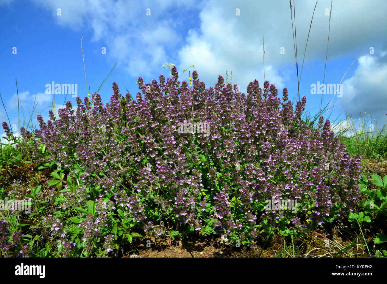 Common thyme thymus vulgaris hires stock photography and images Alamy