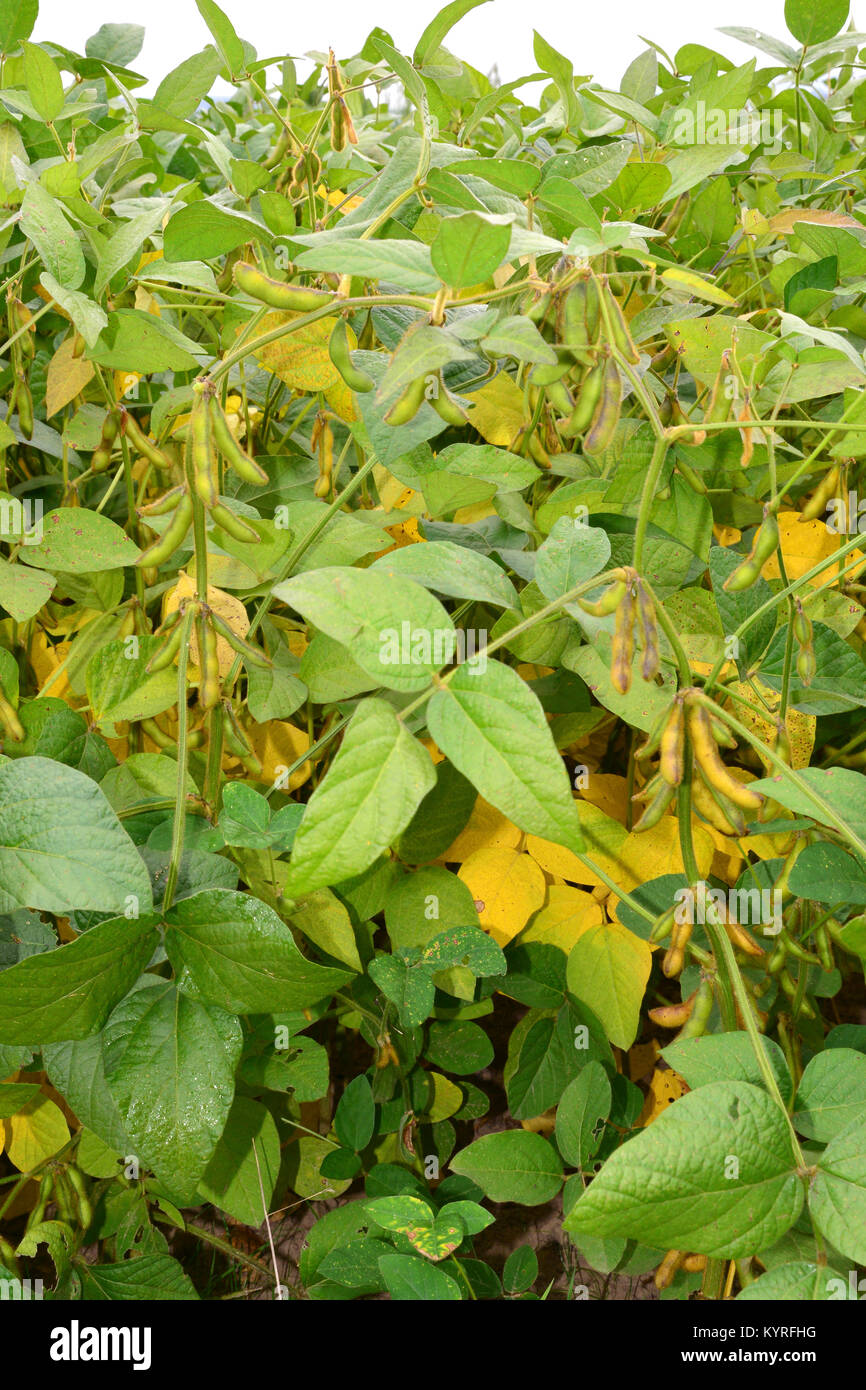 Soya Bean, Soybean (Glycine max). Field with ripe pods Stock Photo