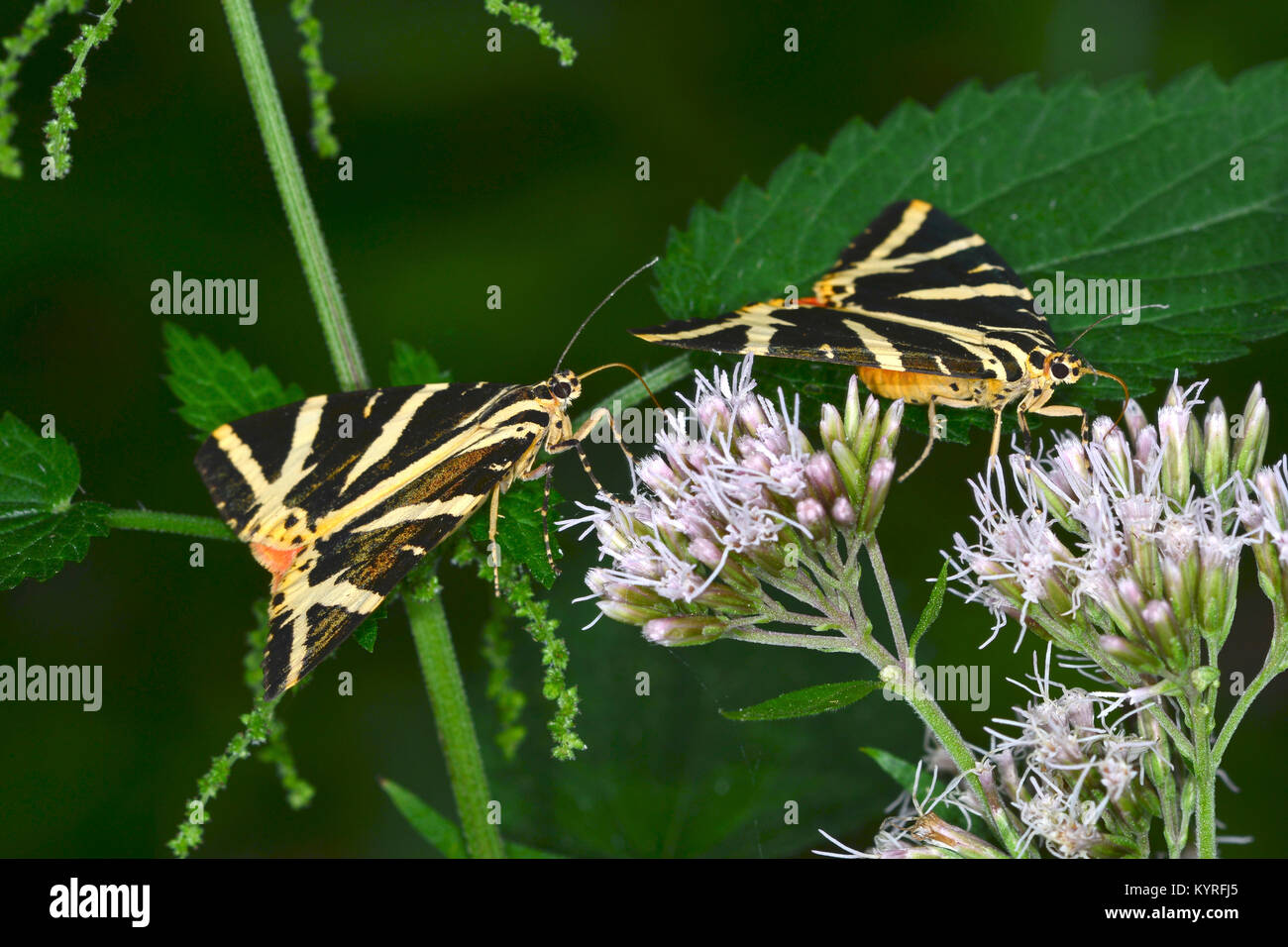 Jersey Tiger Moth, Russian Tiger Moth (Euplagia quadripunctaria), moths suckling from Hemp Agrimony flowers (Eupatorium cannabium). Stock Photo