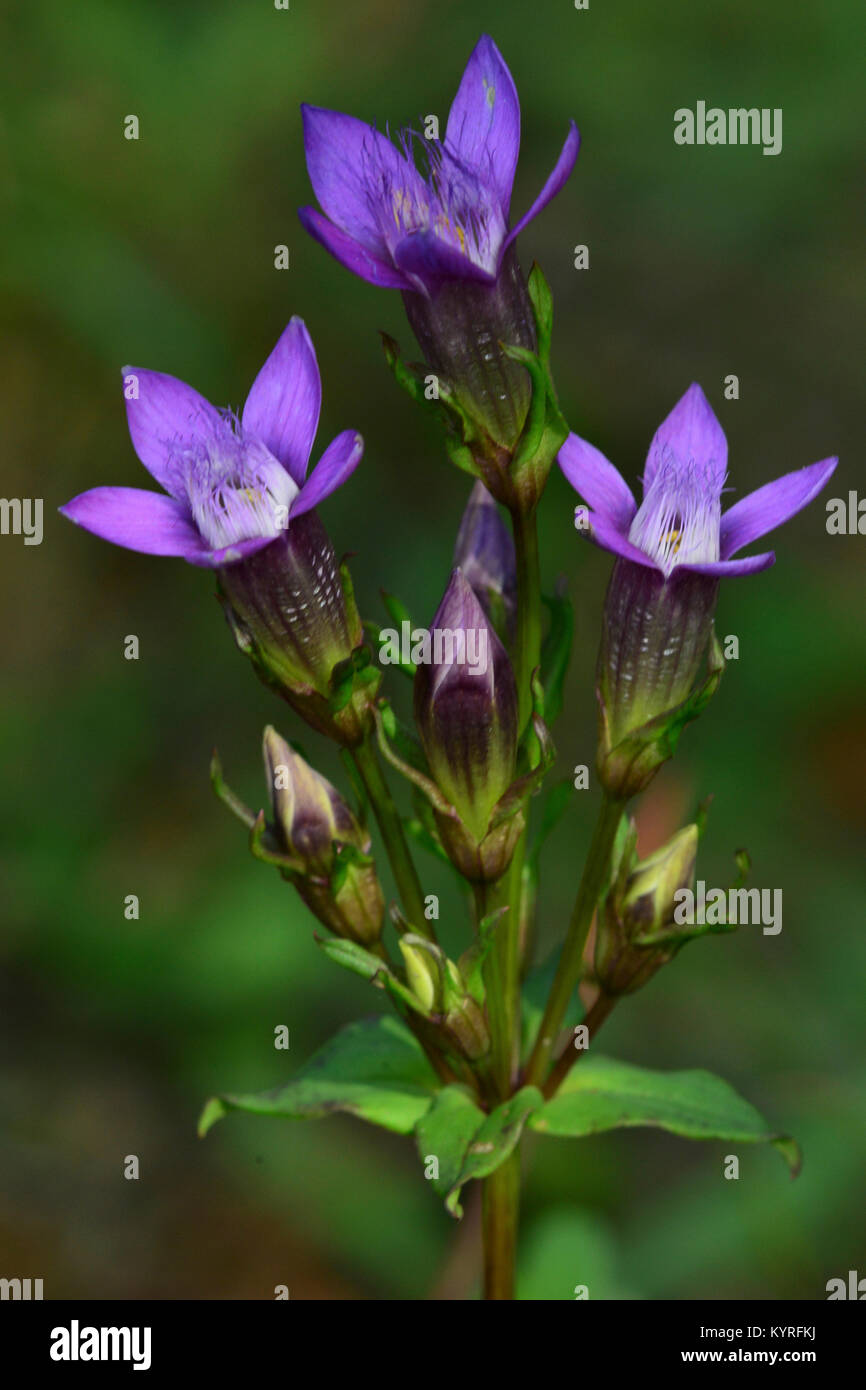Chiltern Gentian (Gentianella germanica), flowering. Stock Photo