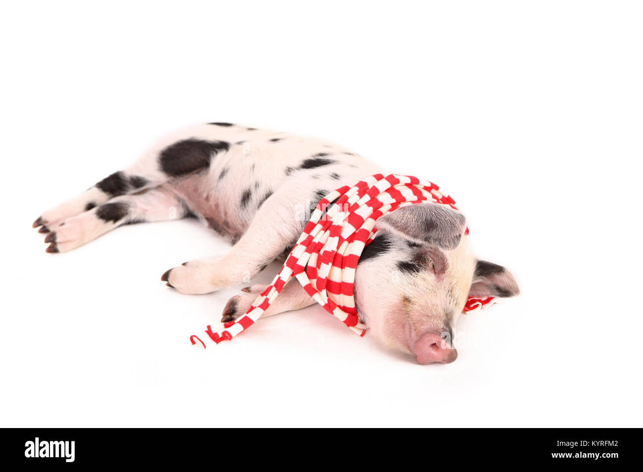Domestic Pig, Turopolje x ?. Piglet (3 weeks old) sleeping, wearing a red-and-white scarf. Studio picture seen against a white background. Germany Stock Photo