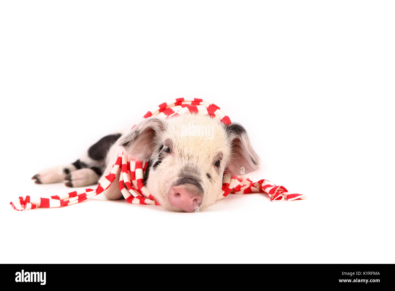 Domestic Pig, Turopolje x ?. Piglet (3 weeks old) lying, wearing a red-and-white scarf. Studio picture seen against a white background. Germany Stock Photo