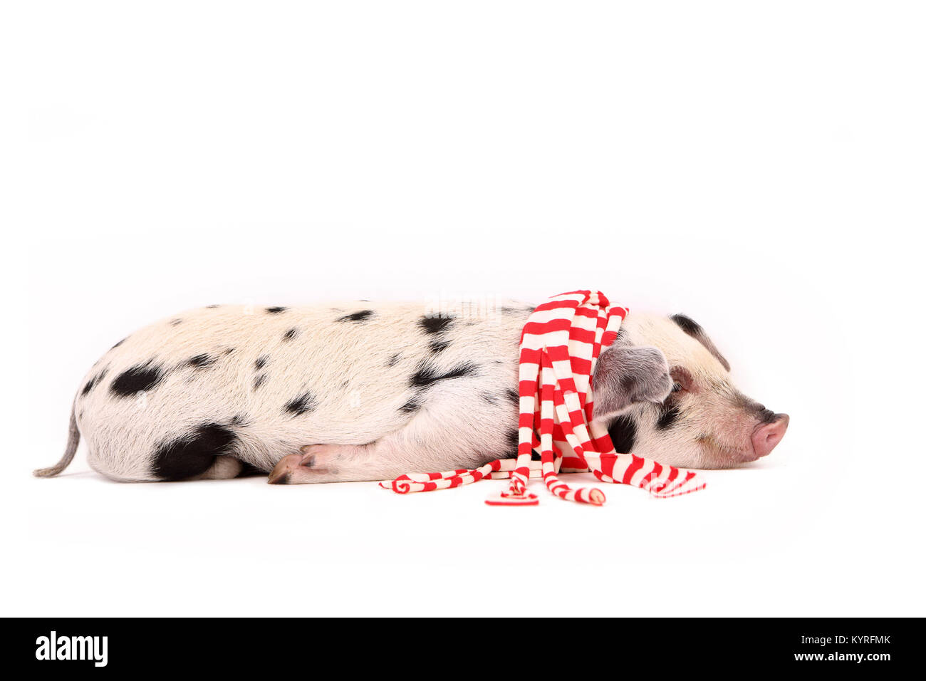 Domestic Pig, Turopolje x ?. Piglet (3 weeks old) lying, wearing a red-and-white scarf. Studio picture seen against a white background. Germany Stock Photo