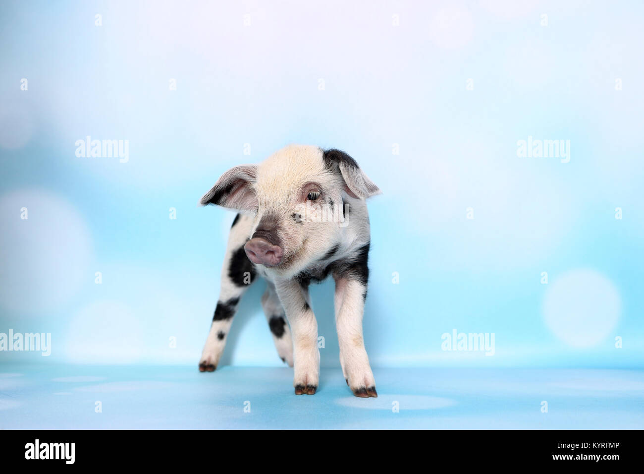 Domestic Pig, Turopolje x ?. Piglet (3 weeks old) standing. Studio picture seen against a light blue background. Germany Stock Photo