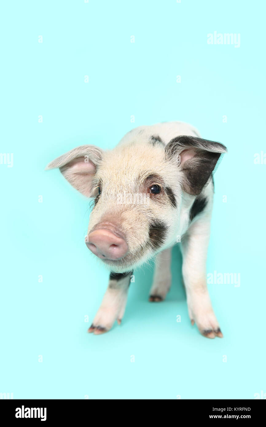 Domestic Pig, Turopolje x ?. Piglet (3 weeks old) standing. Studio picture seen against a light blue background. Germany Stock Photo