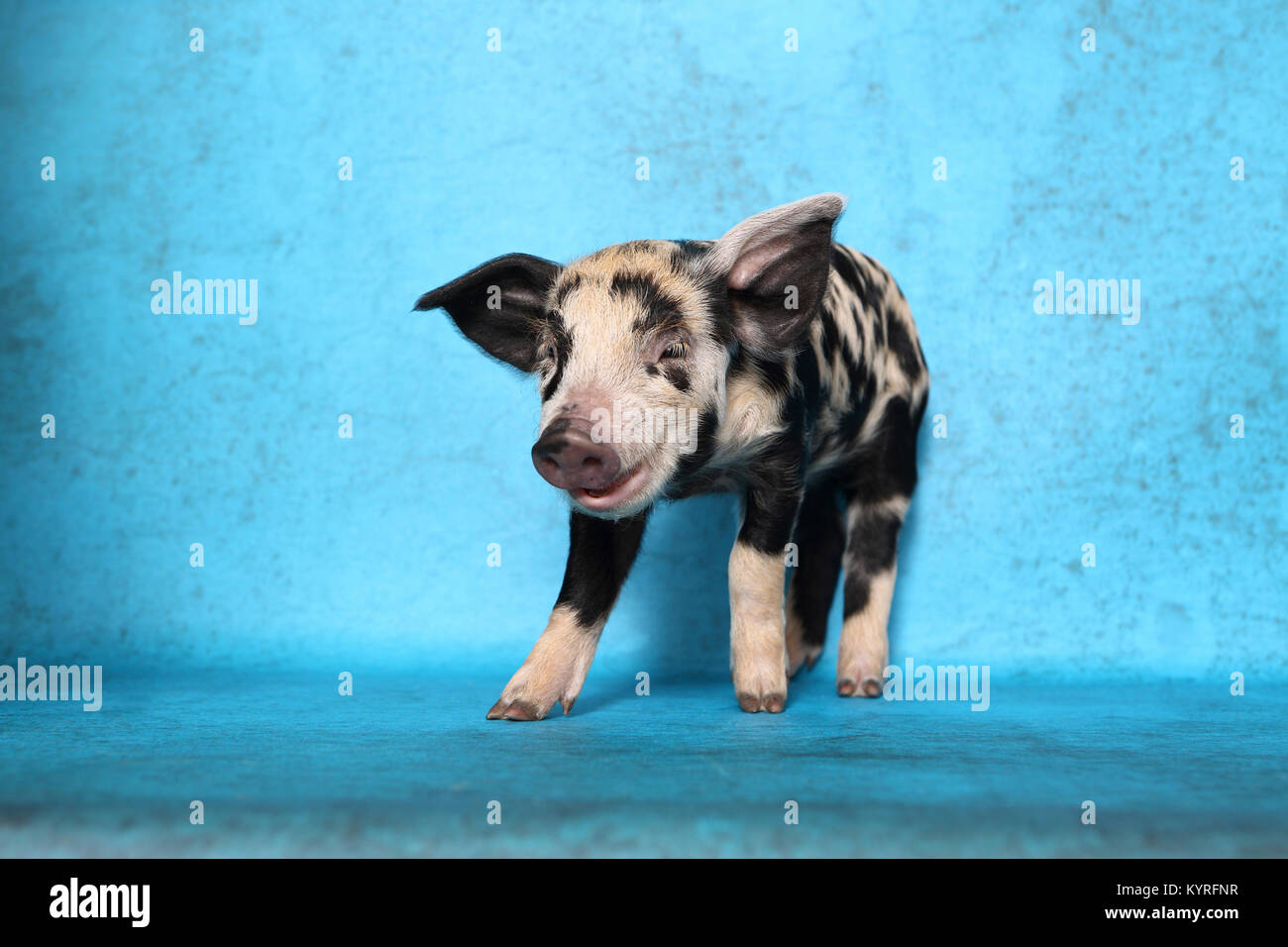 Domestic Pig, Turopolje x ?. Piglet (2 weeks old) standing. Studio picture seen against a blue background. Germany Stock Photo