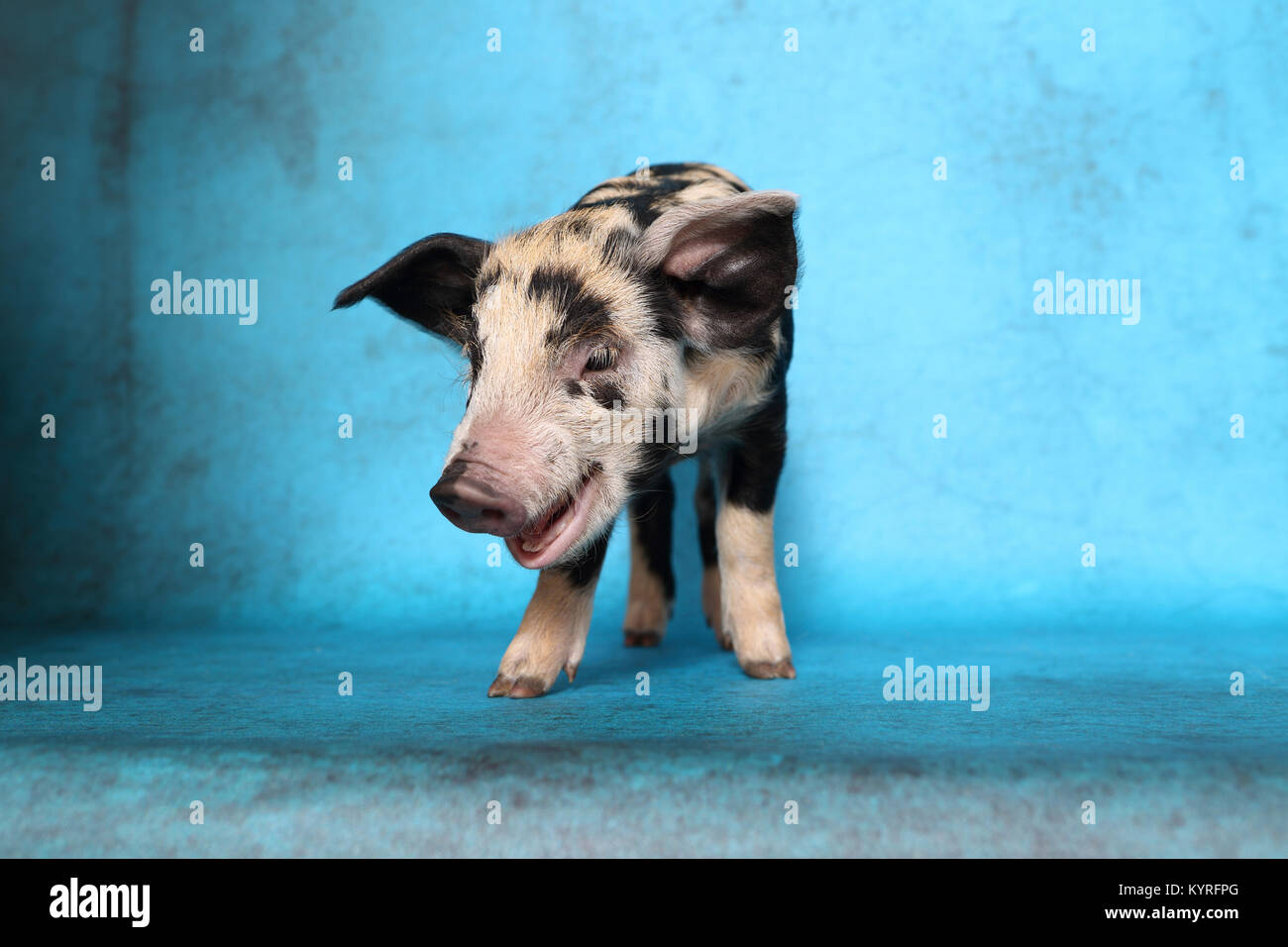 Domestic Pig, Turopolje x ?. Piglet (2 weeks old) standing. Studio picture seen against a blue background. Germany Stock Photo