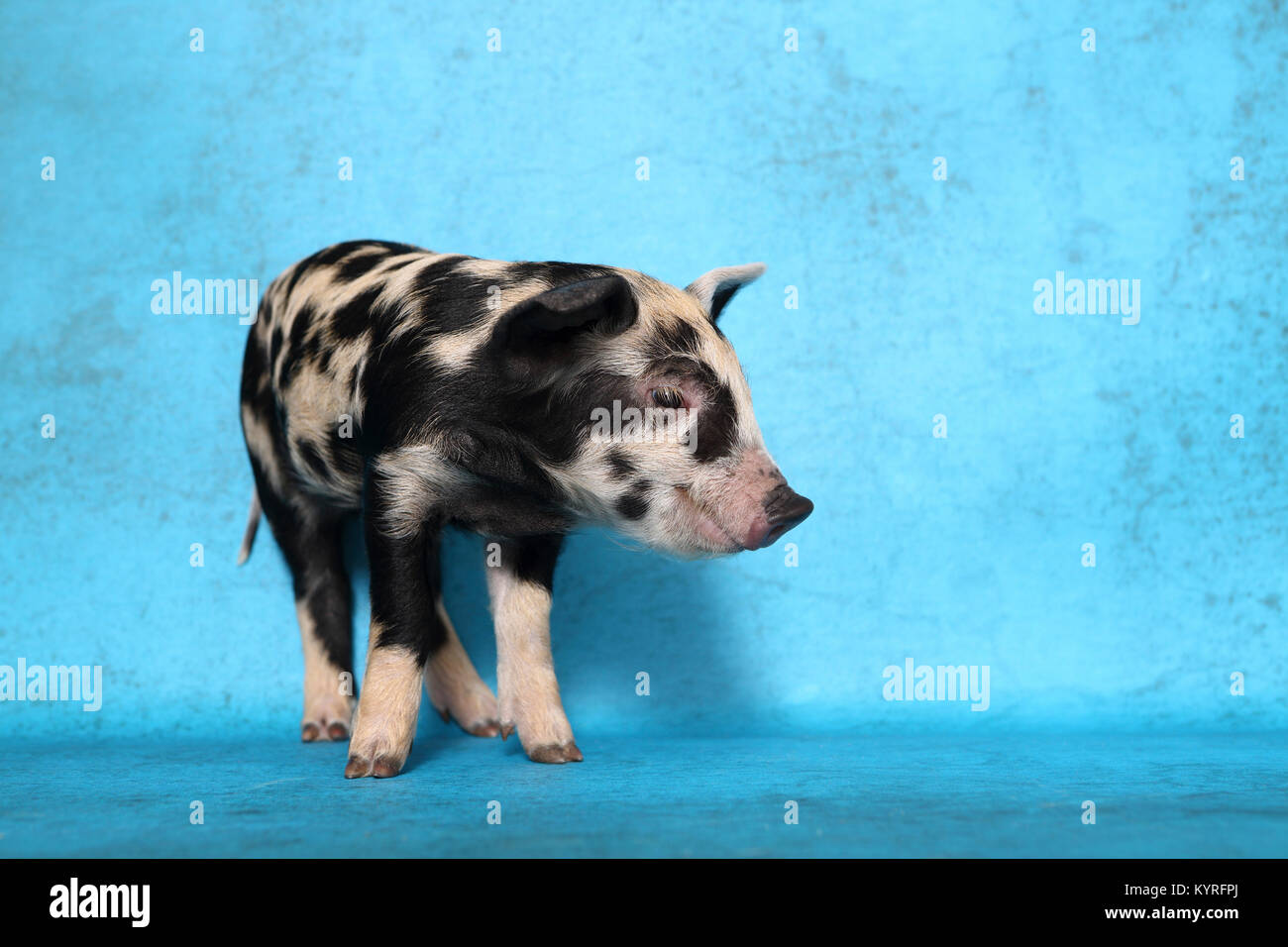 Domestic Pig, Turopolje x ?. Piglet (2 weeks old) standing. Studio picture seen against a blue background. Germany Stock Photo