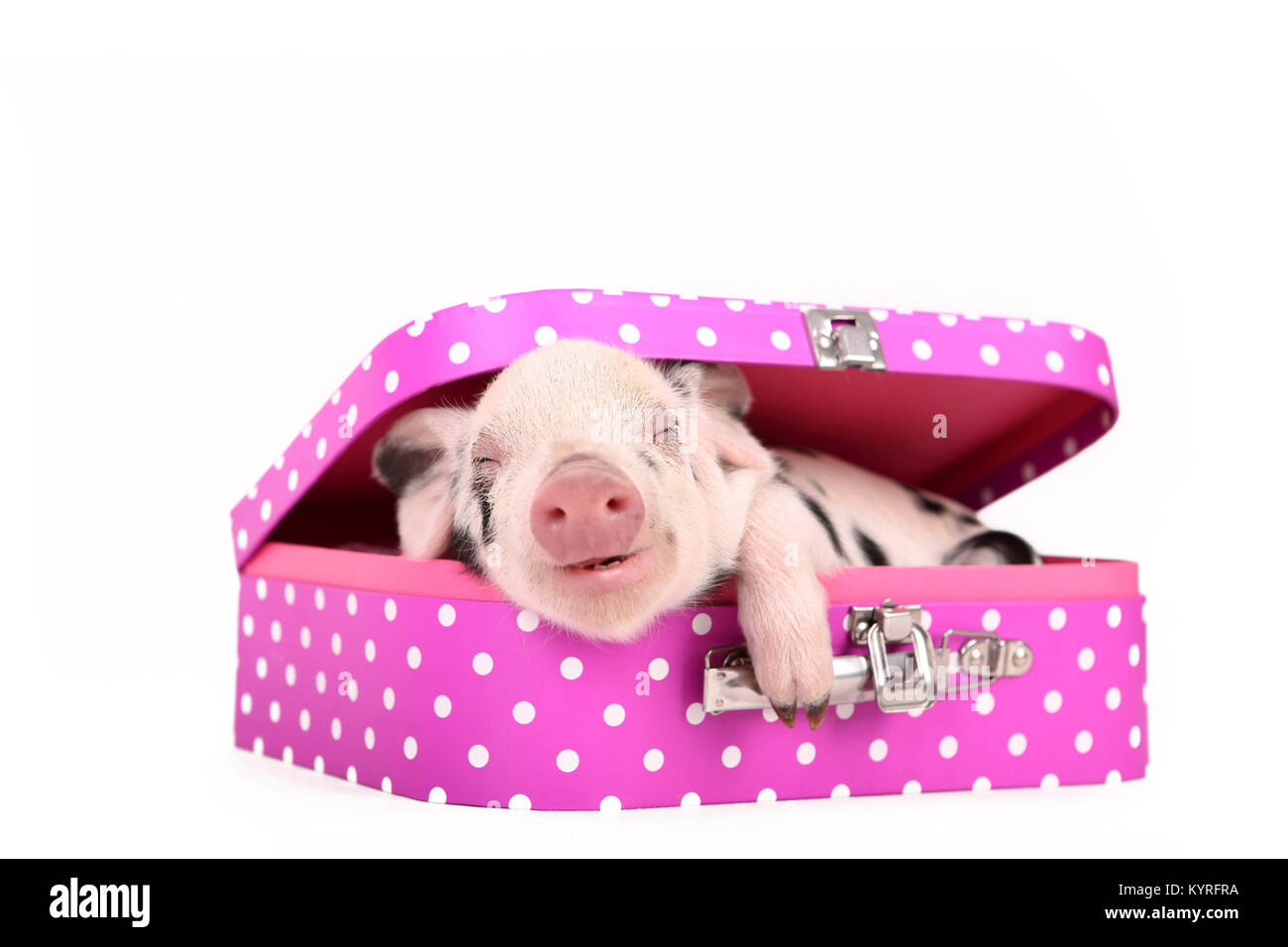 Domestic Pig, Turopolje x ?. Piglet (3 weeks old) sleeping in a pink suitcase with polka dots. Studio picture seen against a white background. Germany Stock Photo