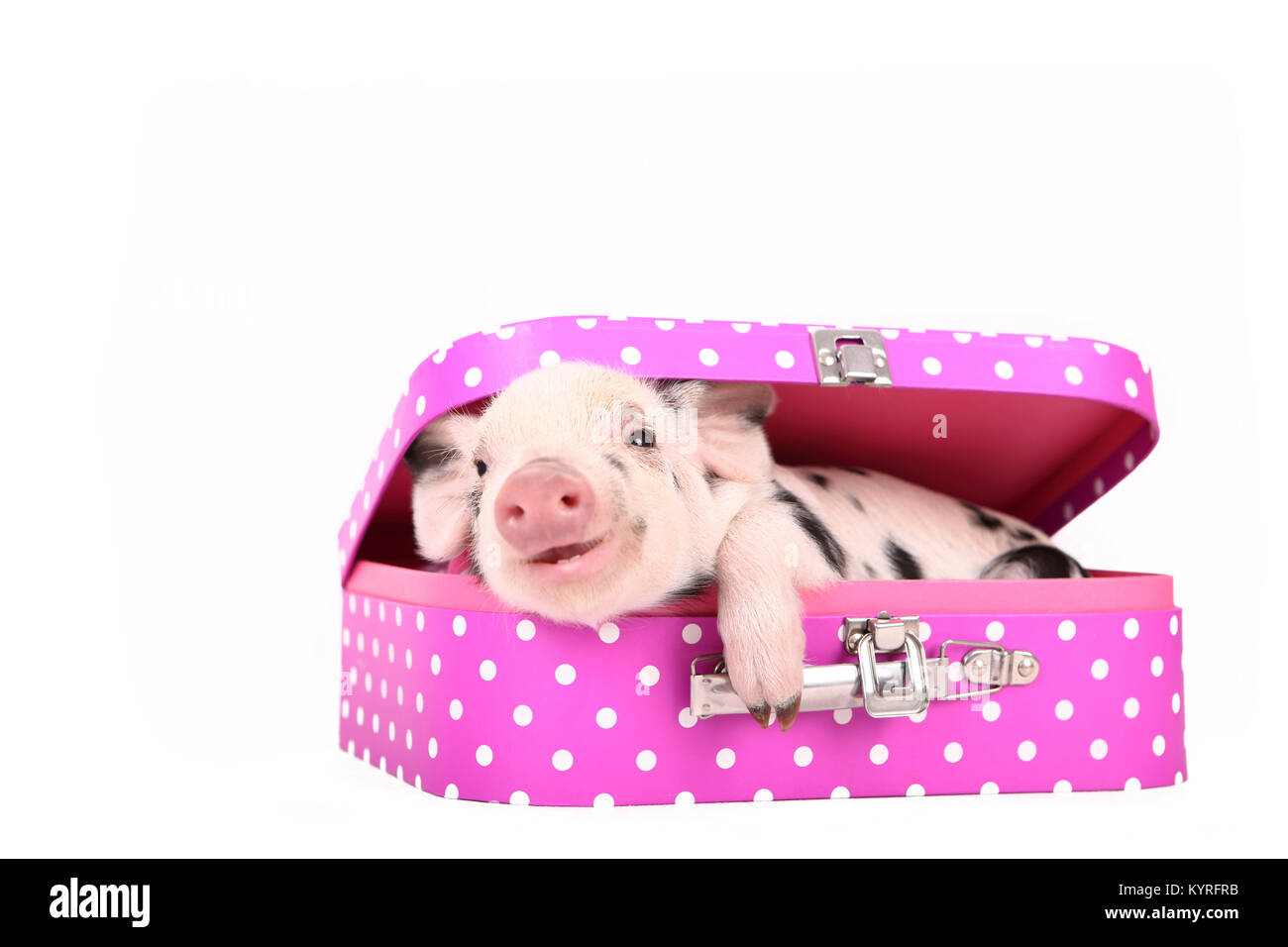 Domestic Pig, Turopolje x ?. Piglet (3 weeks old) lying in a pink suitcase with polka dots. Studio picture seen against a white background. Germany Stock Photo