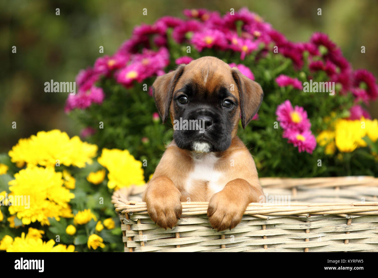 German Boxer. Tricolored puppy (6 weeks old) in a wicker basket next to flowers. Germany Stock Photo