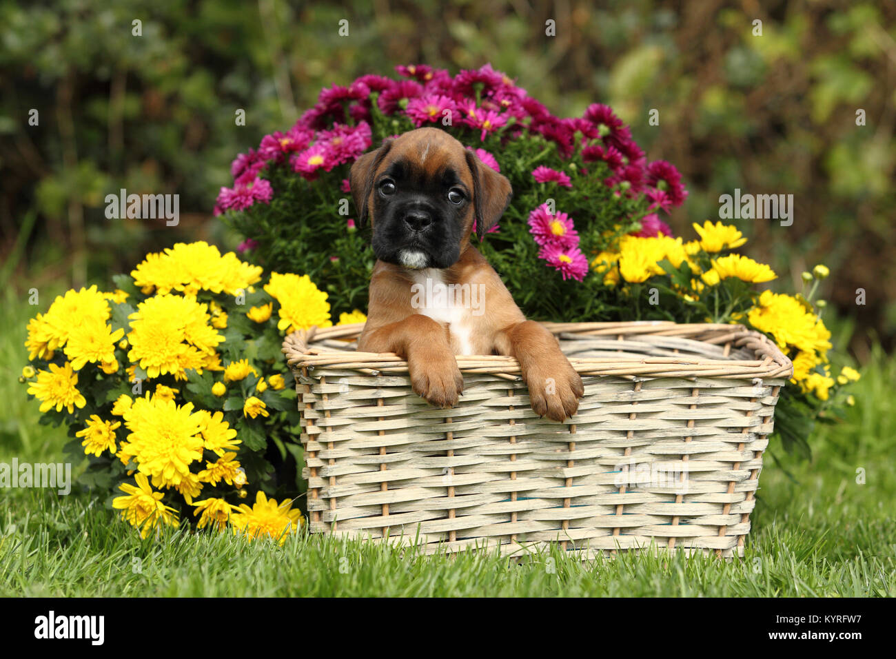 German Boxer. Tricolored puppy (6 weeks old) in a wicker basket next to flowers. Germany Stock Photo