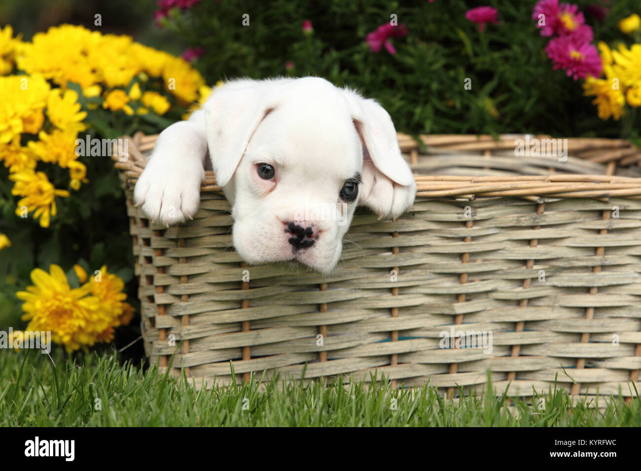 German Boxer. White puppy (6 weeks old) in a wicker basket next to flowers. Germany Stock Photo