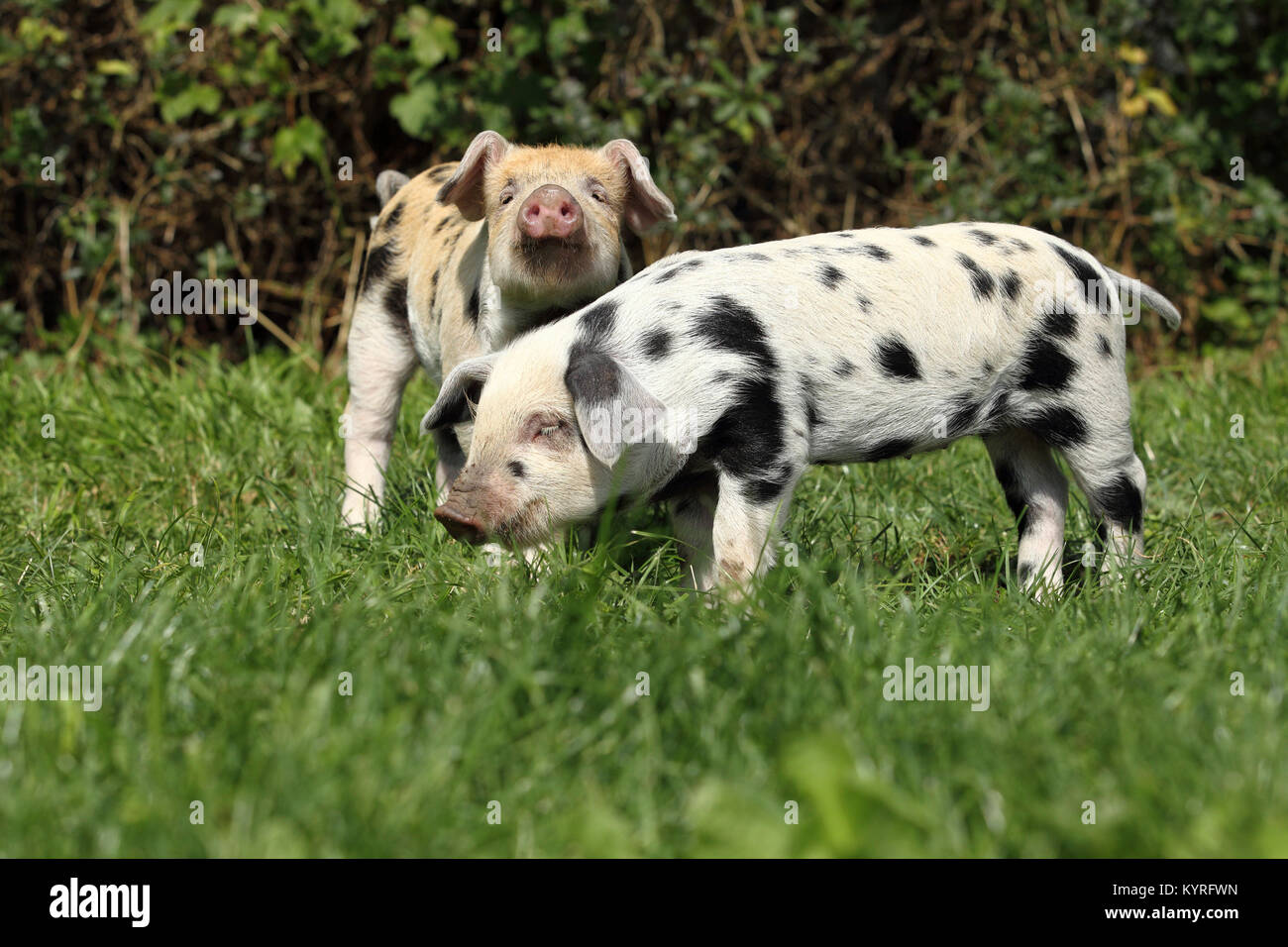 Domestic Pig, Turopolje x ?. Two piglets (3 weeks old) standing on a meadow. Germany Stock Photo