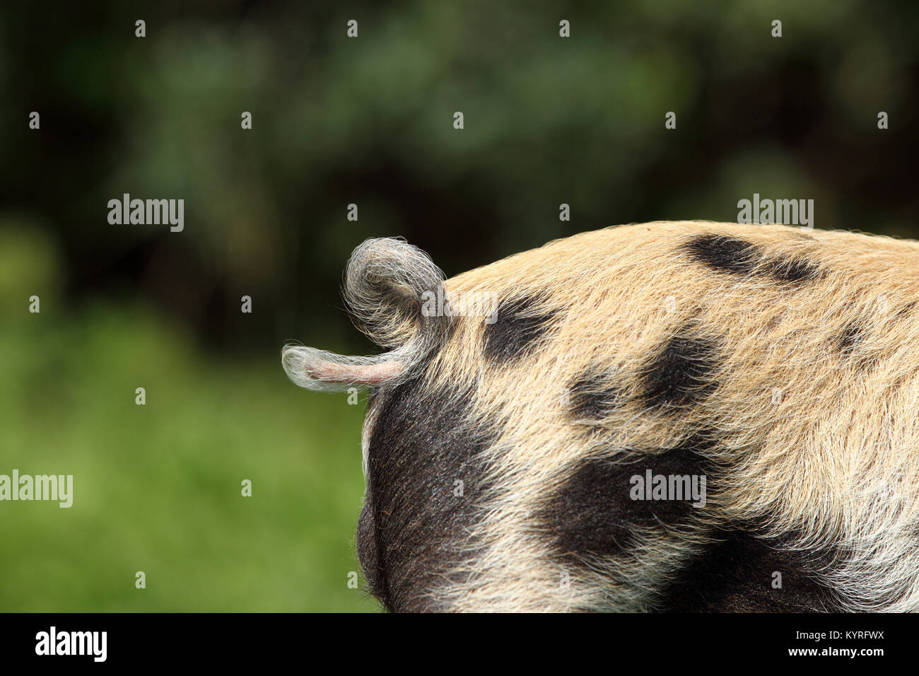 Domestic Pig, Turopolje x ?. Close-up of tail of a piglet (3 weeks old). Germany Stock Photo