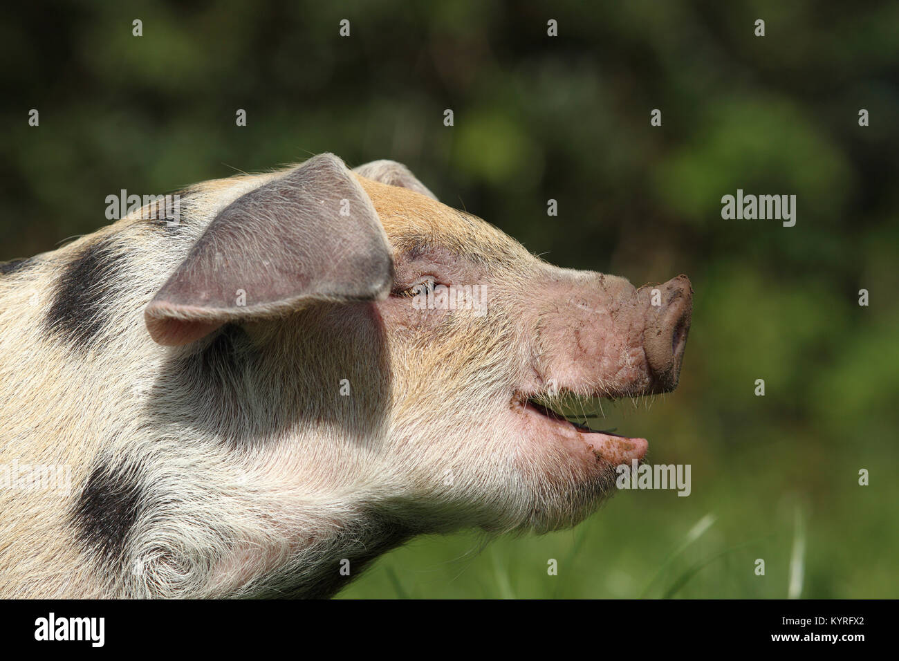 Domestic Pig, Turopolje x ?. Portrait of a piglet (3 weeks old). Germany Stock Photo