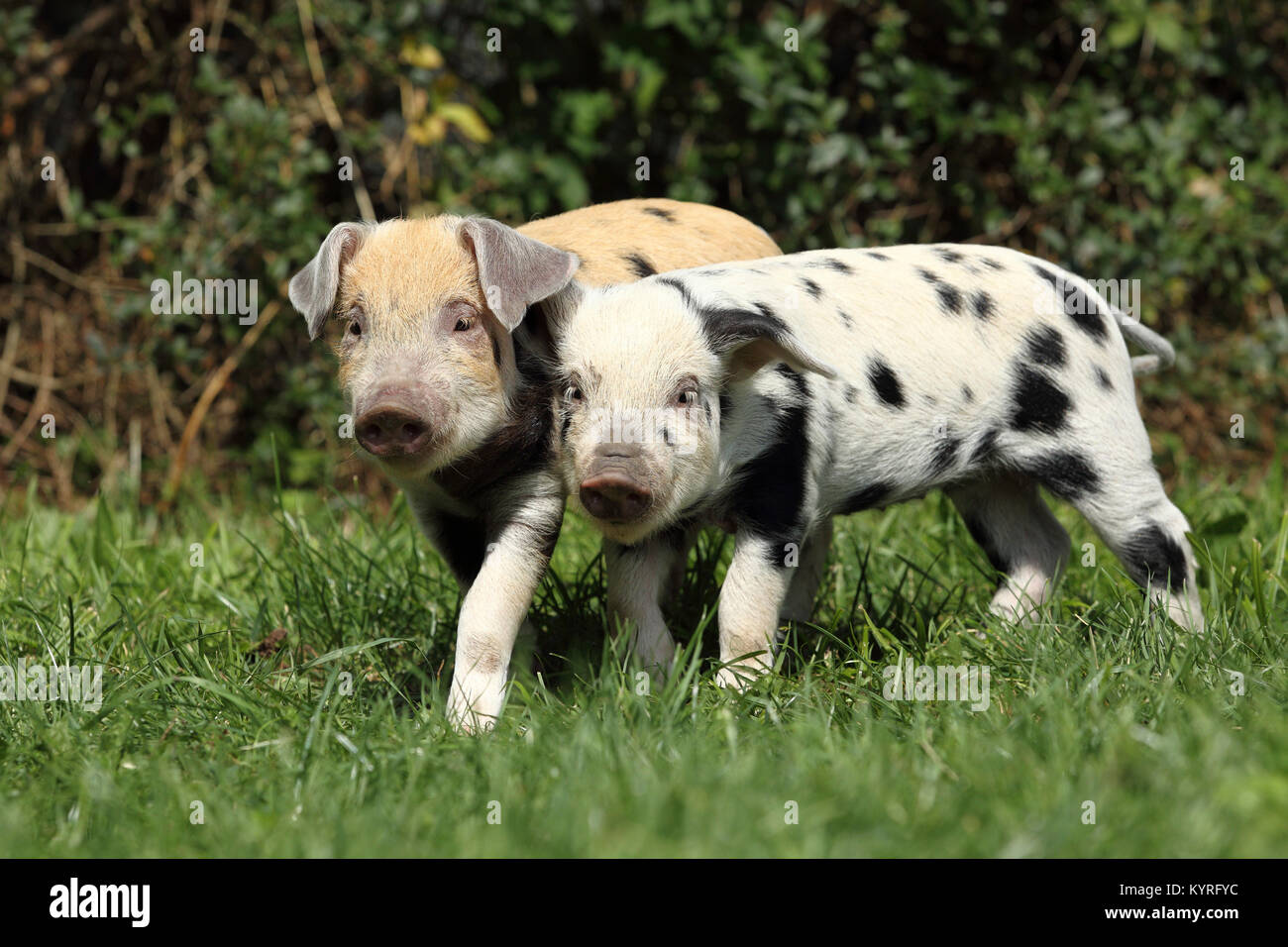 Domestic Pig, Turopolje x ?. Two piglets (3 weeks old) walking on a meadow. Germany Stock Photo