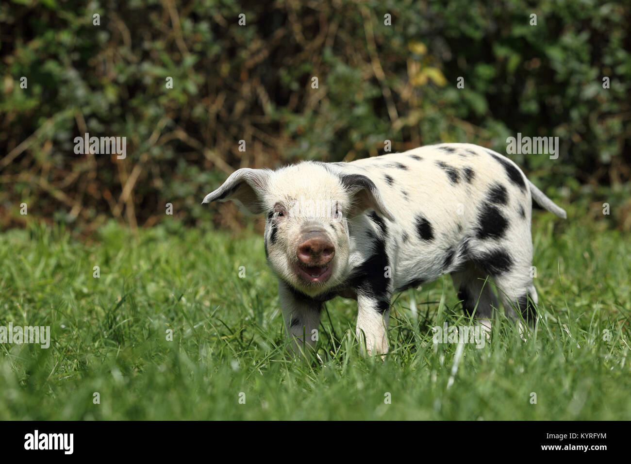 Domestic Pig, Turopolje x ?. Piglet (3 weeks old) standing on a meadow