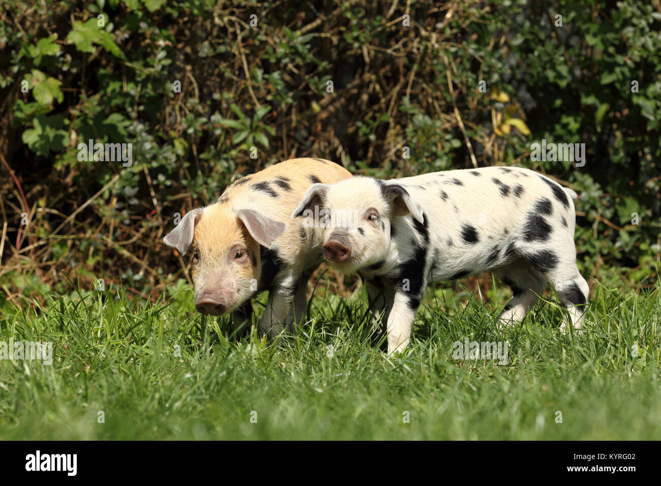 Domestic Pig, Turopolje x ?. Two piglets (3 weeks old) walking on a meadow. Germany Stock Photo
