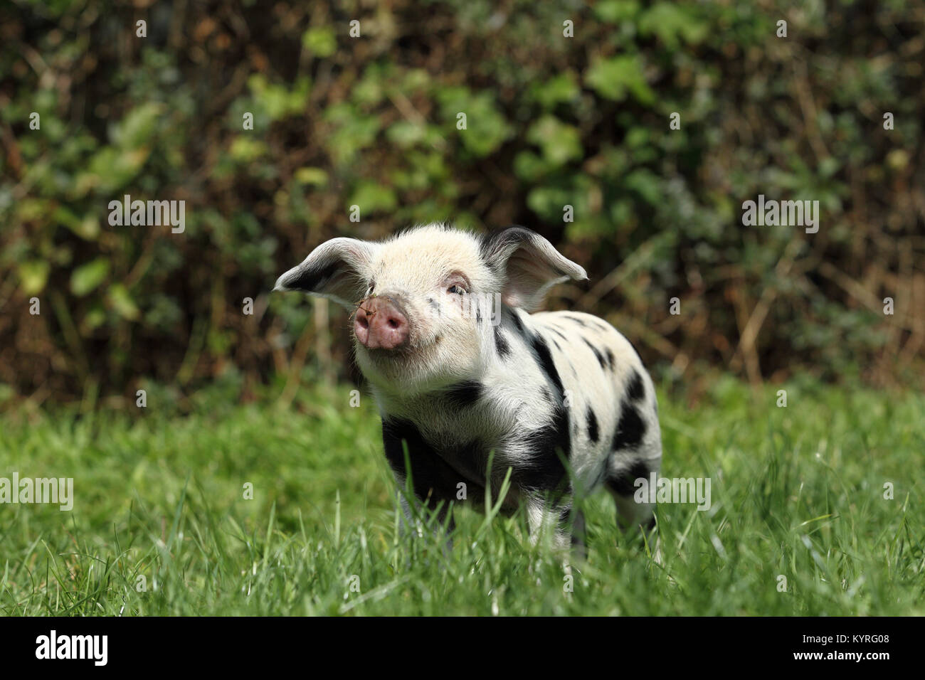 Domestic Pig, Turopolje x ?. Piglet (3 weeks old) standing on a meadow. Germany Stock Photo