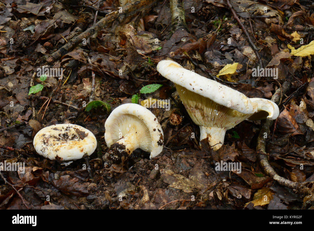 Fleecy Milkcap (Lactarius vellereus) Stock Photo