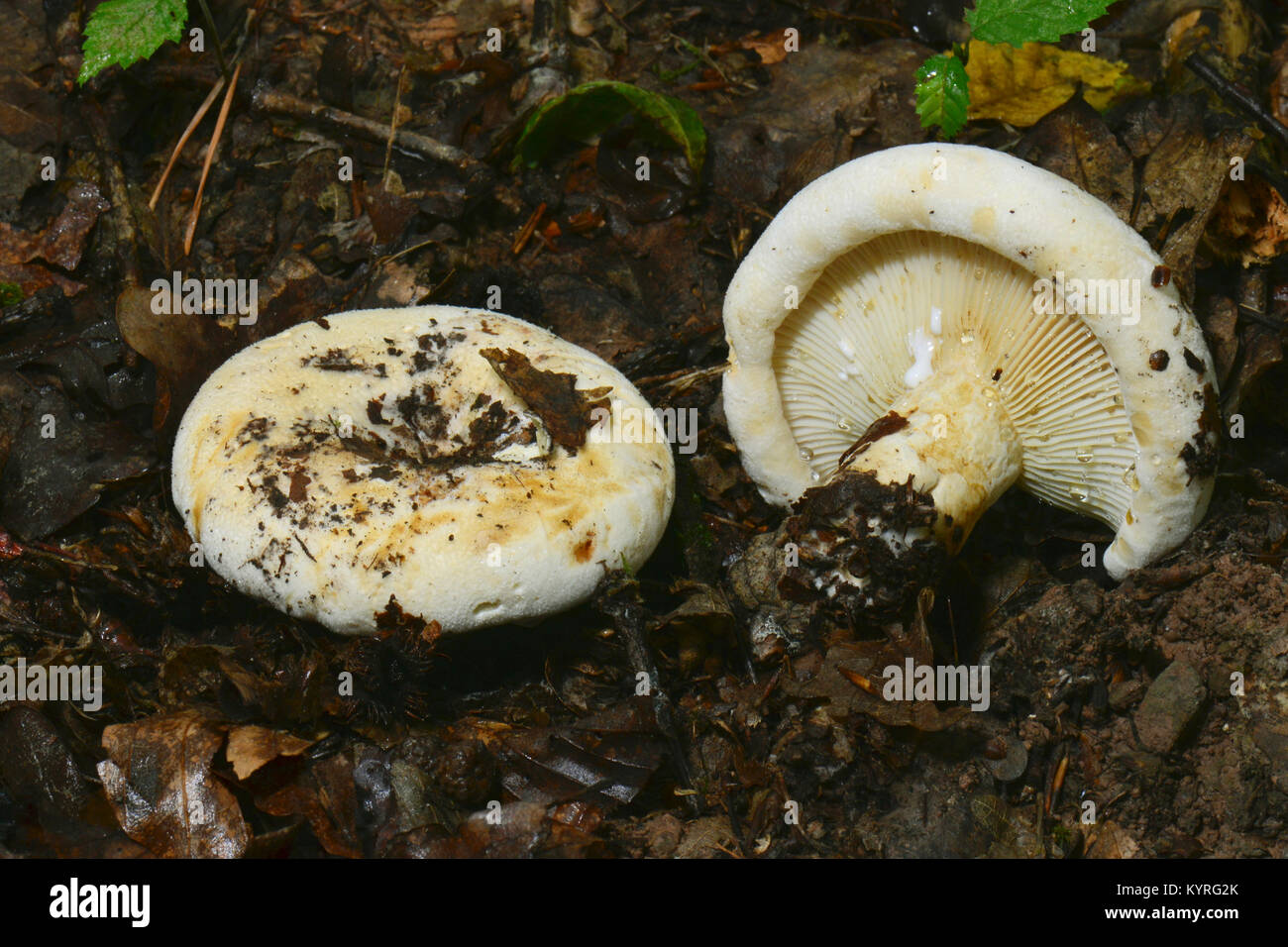 Fleecy Milkcap (Lactarius vellereus) Stock Photo