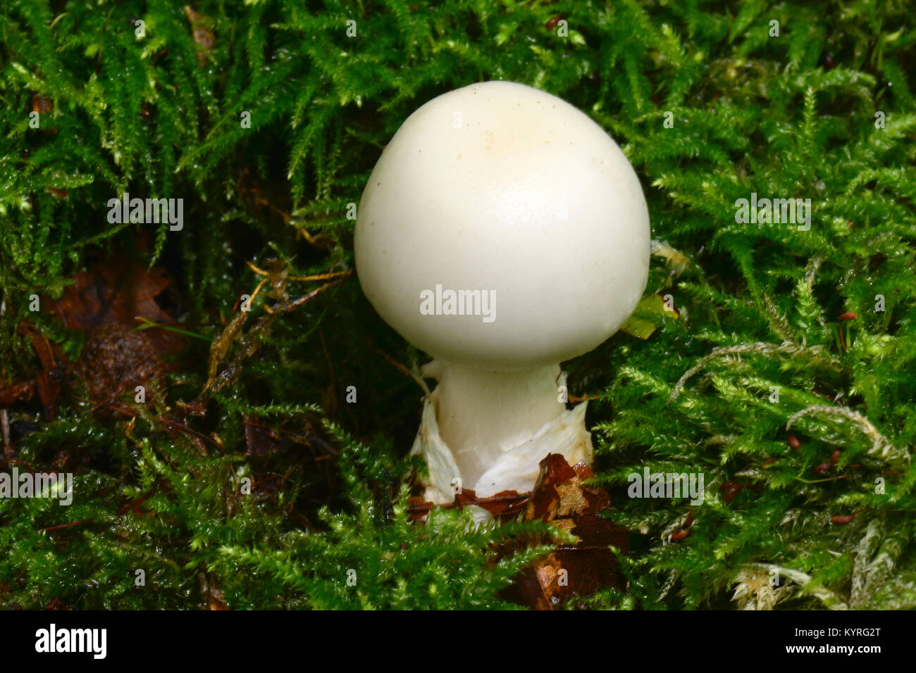False Death Cap, Citron Amanita (Amanita citrina var. alba) Stock Photo