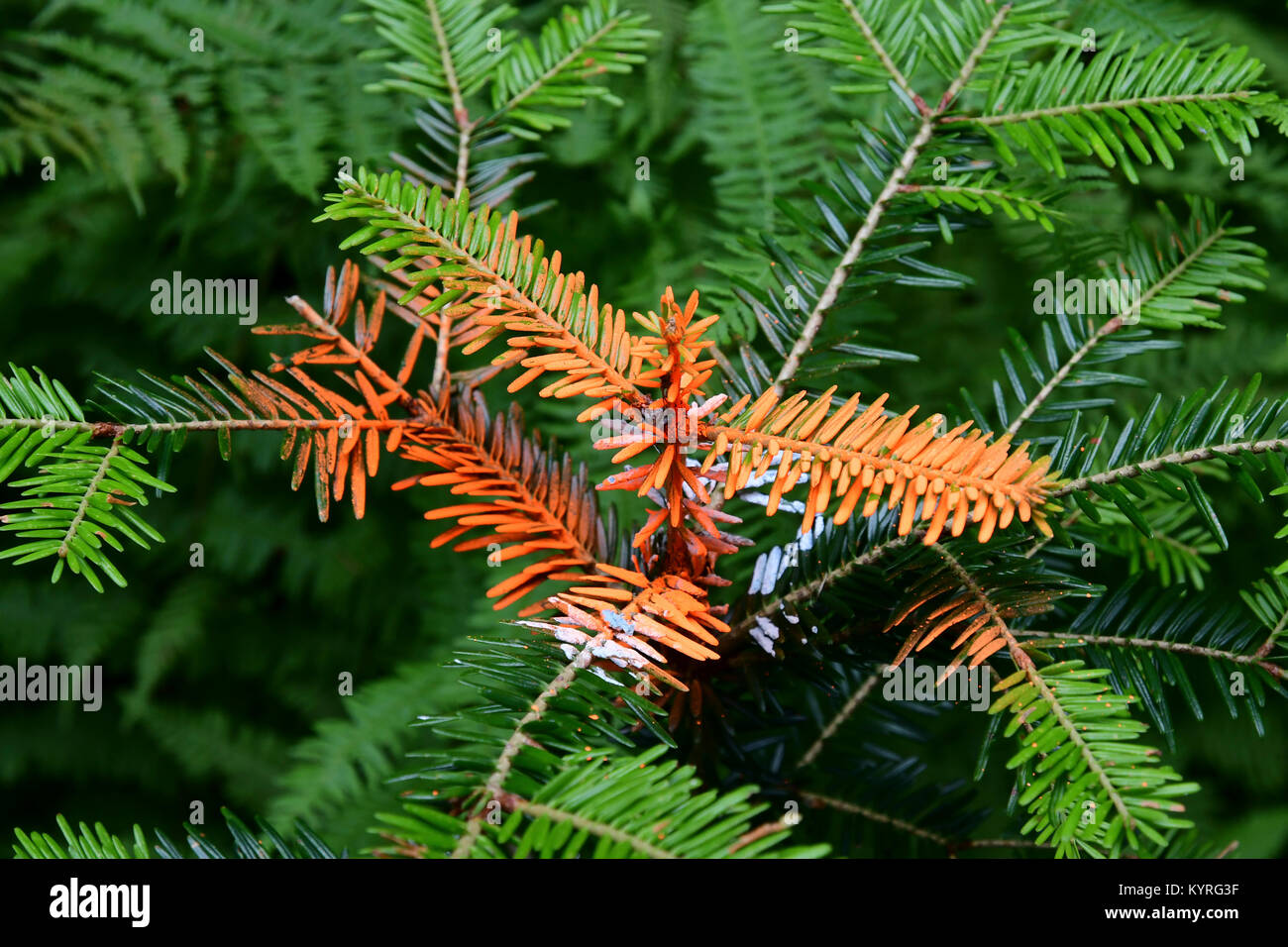 Colouring and treating with Chemicals  the buds  to defend the young trees, here Abies alba, from damage caused by game animals Stock Photo