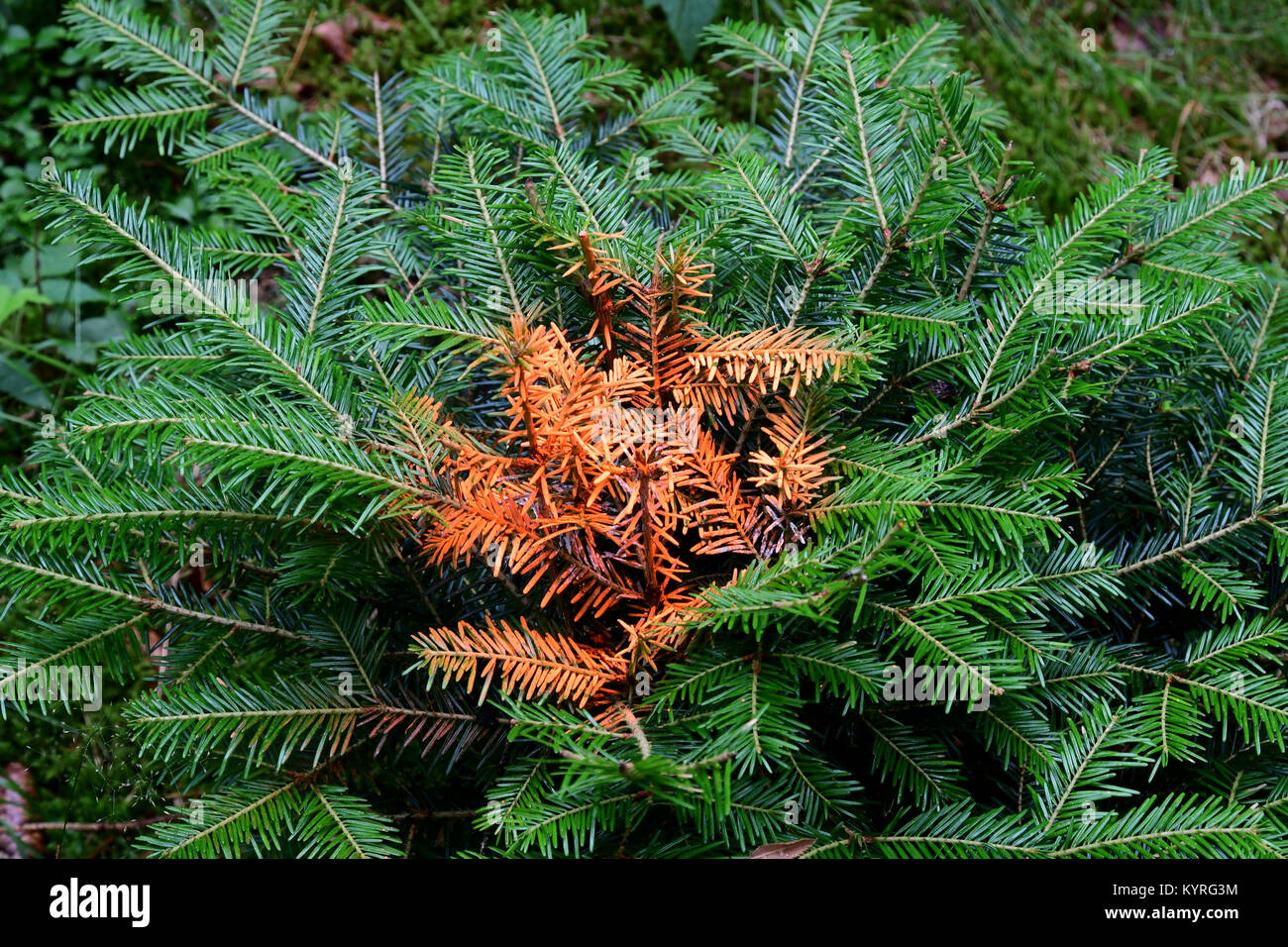 Colouring the buds  to defend the young trees, here Abies alba from damage caused by game animals Stock Photo