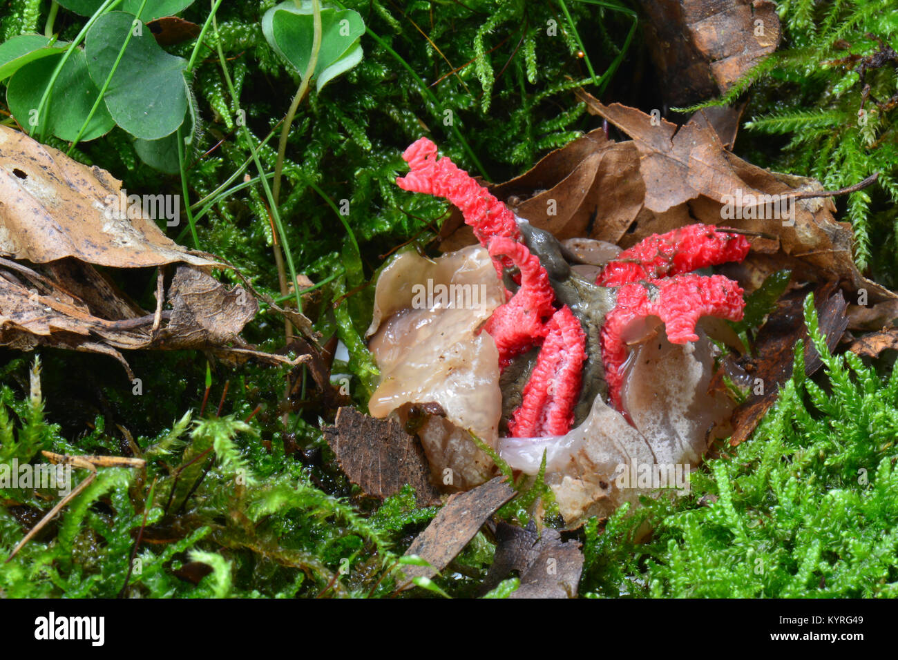 Octopus Stinkhorn, Giant Stinkhorn (Clathrus archeri, Anthurus archeri). Young fruiting body