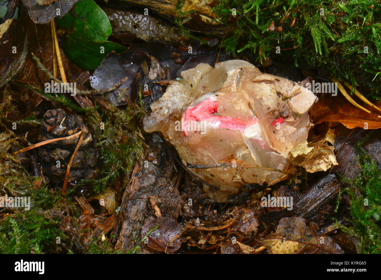 Octopus Stinkhorn, Giant Stinkhorn (Clathrus archeri, Anthurus archeri). Young fungus (witches egg) with spore capsule visible Stock Photo