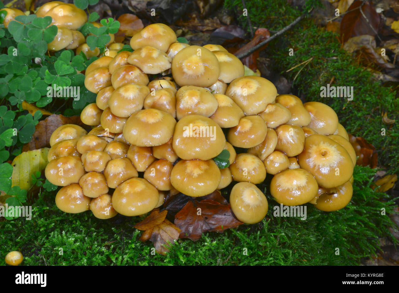 Two-toned Pholiota (Kuehneromyces mutabilis, Pholiota mutabilis) at a tree stump Stock Photo