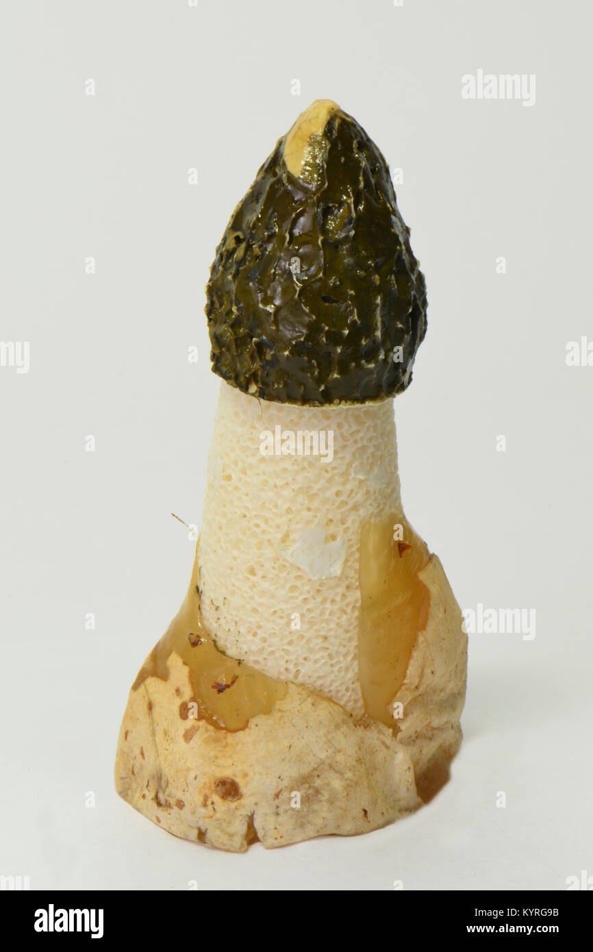 Common Stinkhorn (Phallus impudicus) the intensive smelling spore containing substance ( Gleba) attracts flies and others to distribute the spores Stock Photo