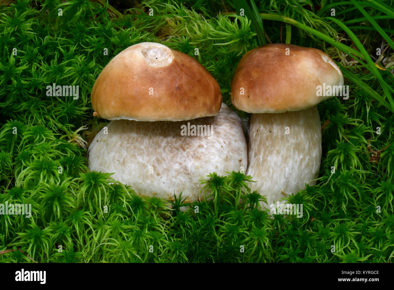 King Bolete, Porcini (Boletus edulis). Fruiting body on the forest