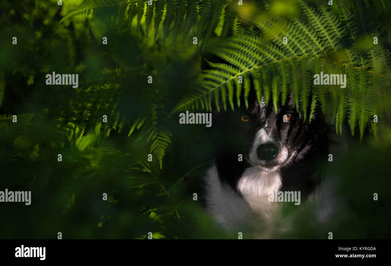 Portrait of Dog (Trendy Breed Black and White Border Collie) beneath the Ferns. Green Colors, Shadoes. Sharp eyes. Stock Photo