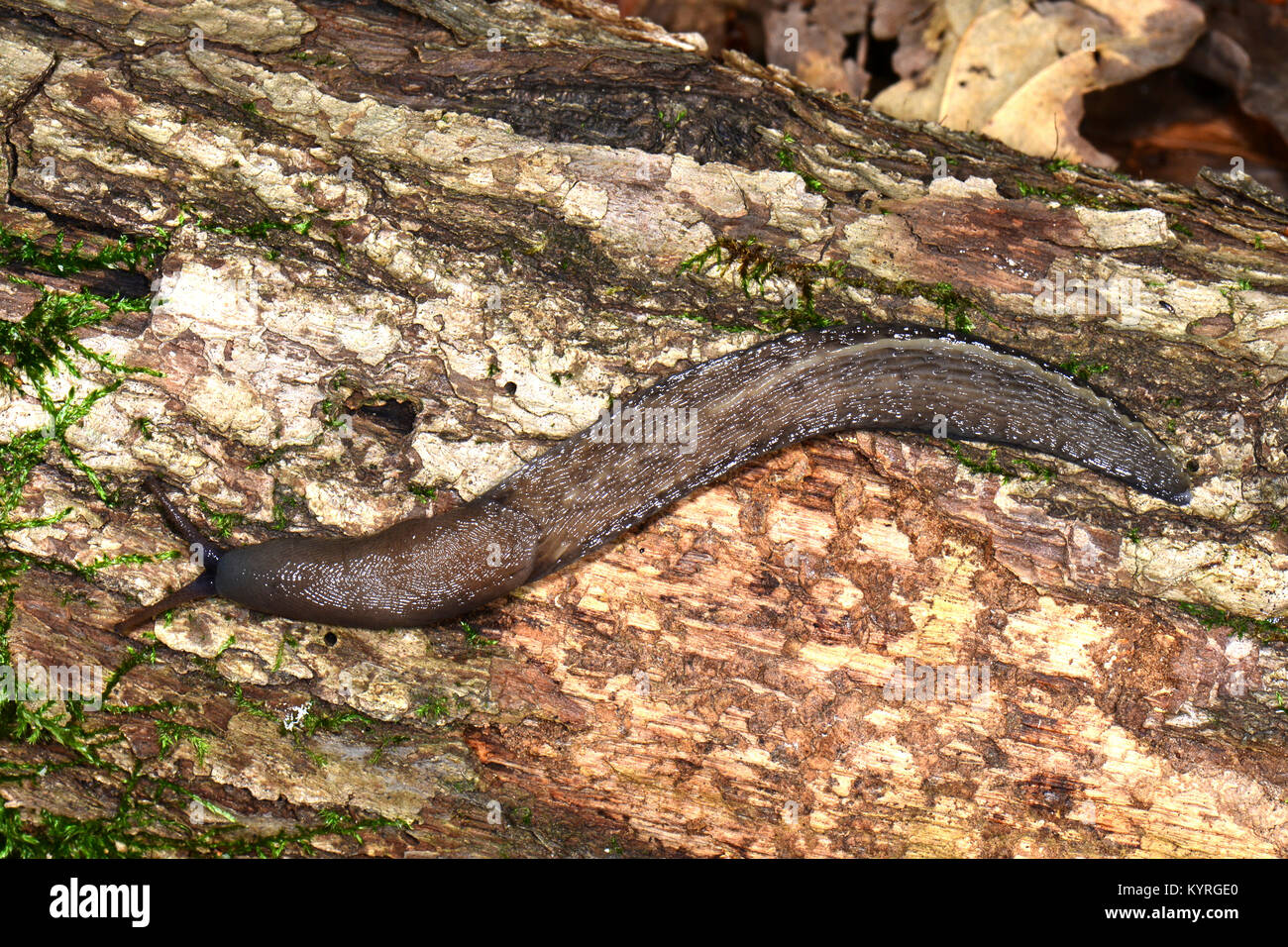 Black Keel Back Slug (Limax cinereoniger), the largest European land slug. Stock Photo