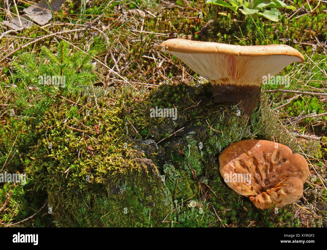 Velvet Roll-rim, Velvet-footed pax (Tapinella atrotomentosa), a inedible saprobic fungus growing on tree stumps of conifers in Europe and North America Stock Photo