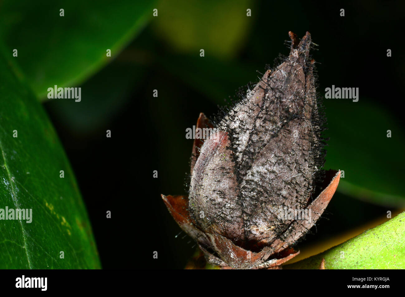 Bud of Rhododdendron is damaged by Rhododendron Leafhopper (Graphocephala  fennahi Stock Photo - Alamy