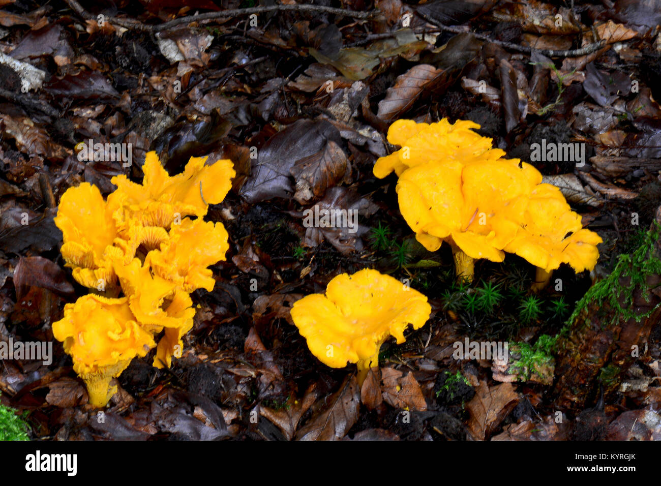 Yellow Chanterelle (Cantharellus cibarius). Mushrooms on the forest floor Stock Photo