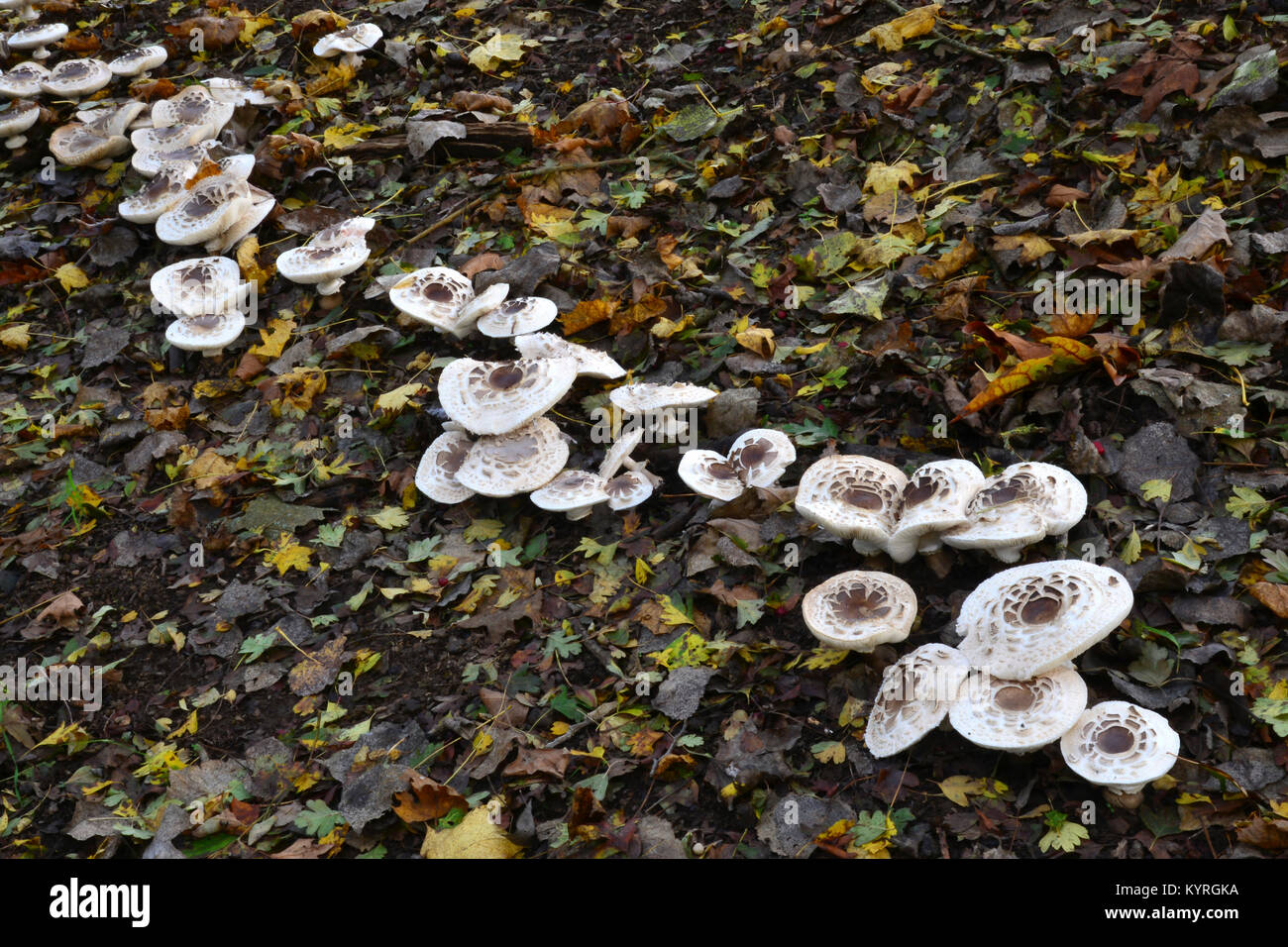 Parasol Mushroom (Macrolepiota procera), Fruiting bodies of different ages in the autumn foliage, dwelling in a row Stock Photo
