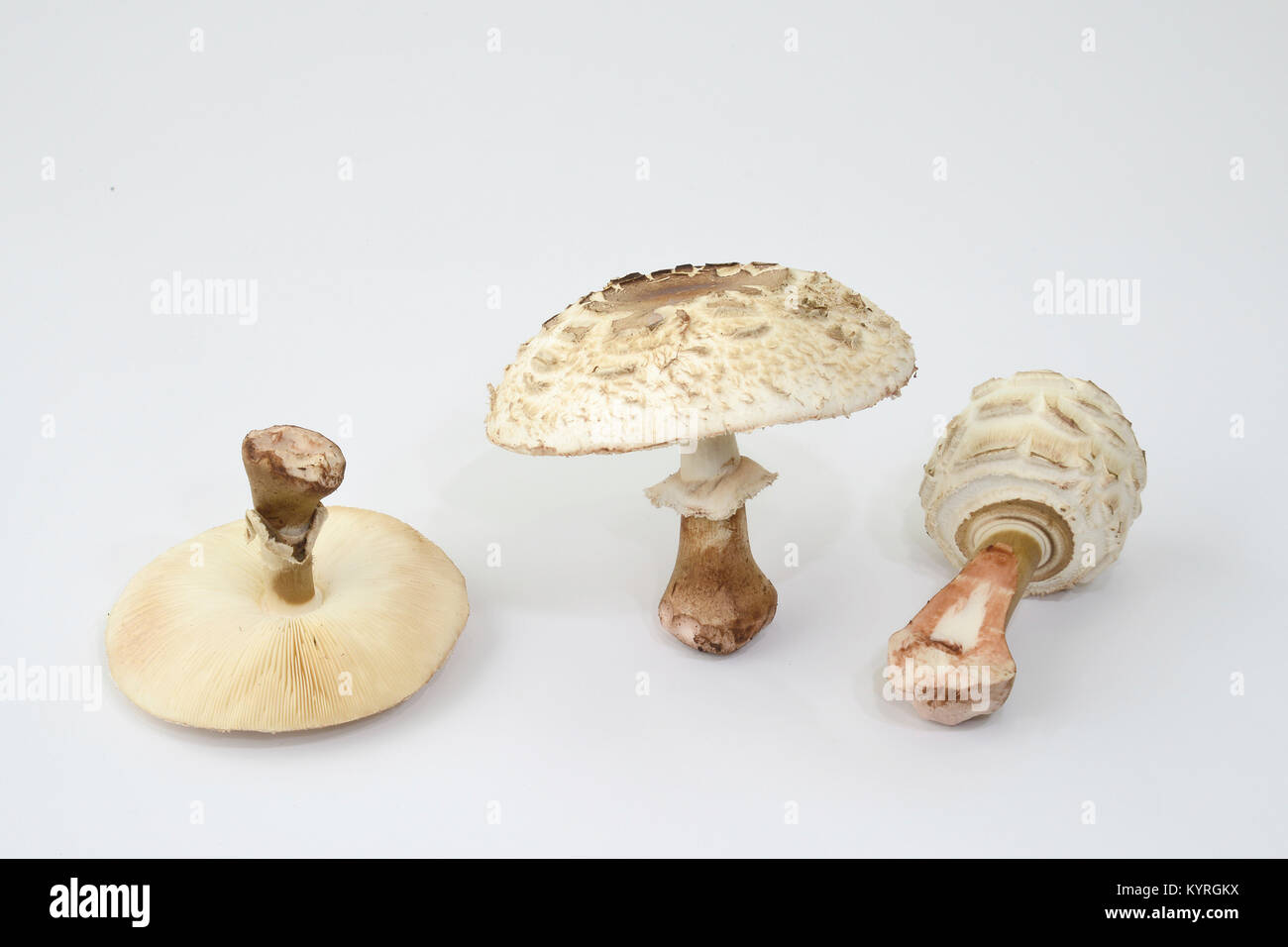 Parasol Mushroom (Macrolepiota procera), three fruiting bodies of different ages as Studio image Stock Photo