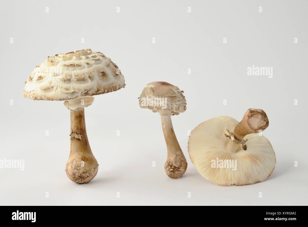 Parasol Mushroom (Macrolepiota procera), three fruiting bodies of different ages as Studio image Stock Photo