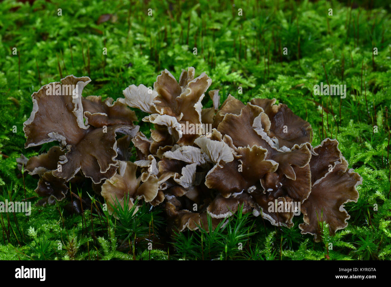 Sinuous Chanterelle (Pseudocraterellus undulatus) Stock Photo