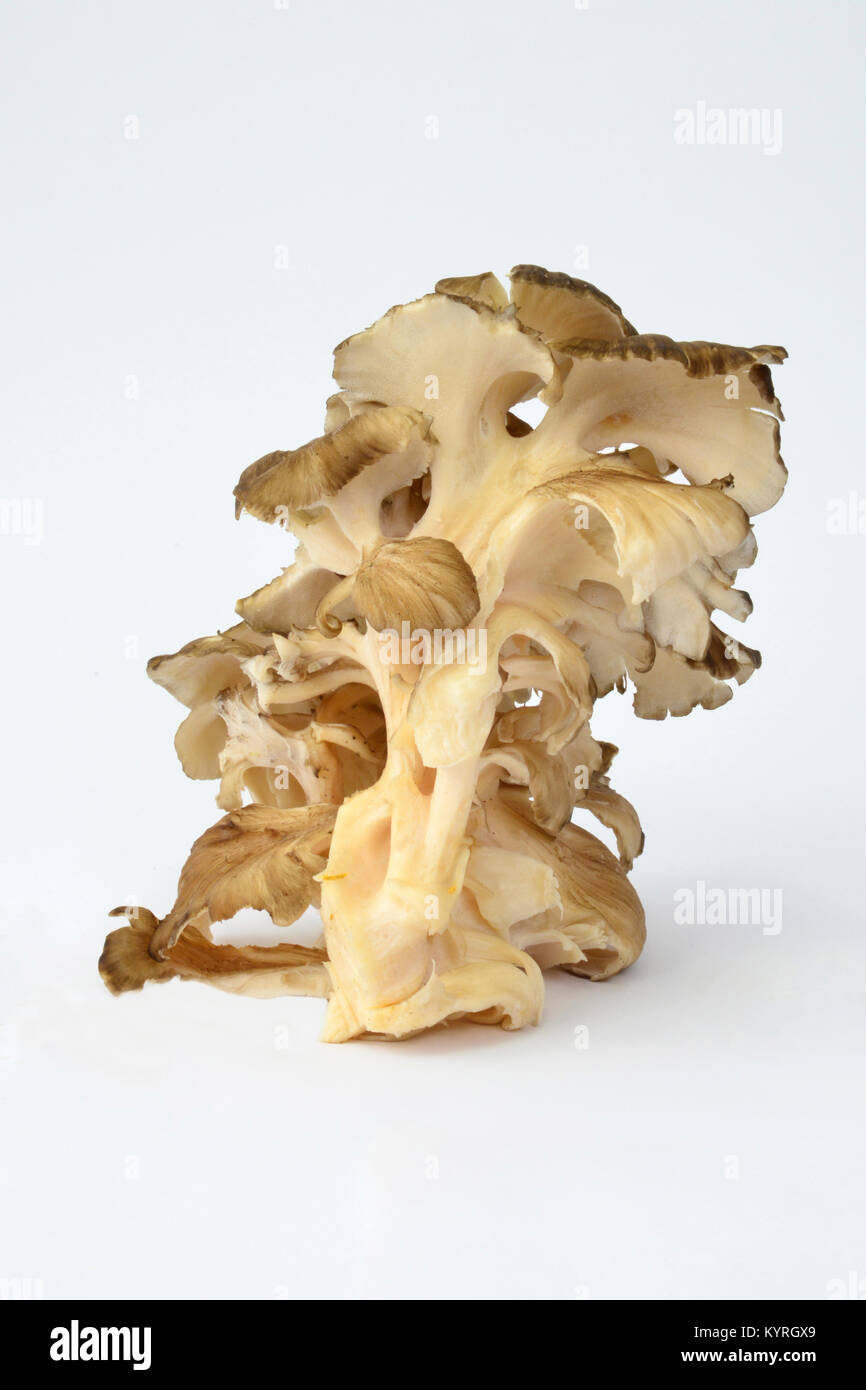 Polypore mushroom (Grifola fondosa),hen of the woods, hen-of-the-woods, ram's head and sheep's head, studio picture Stock Photo