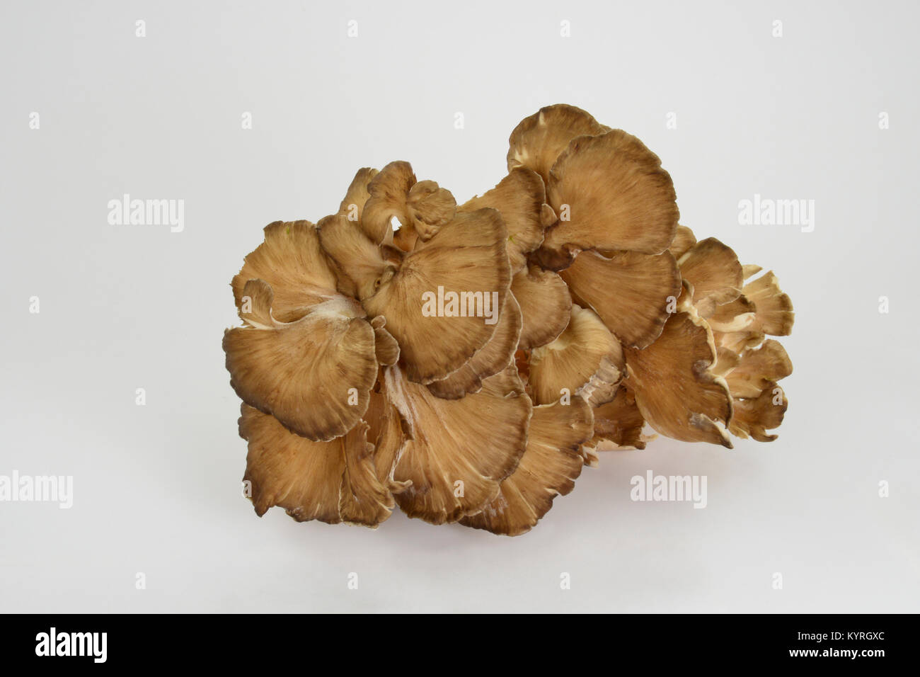 Polypore mushroom (Grifola fondosa),hen of the woods, hen-of-the-woods, ram's head and sheep's head, studio picture Stock Photo