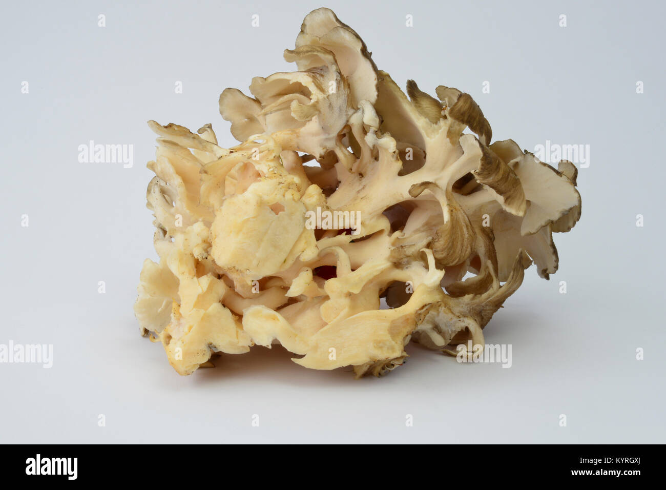 Polypore mushroom (Grifola fondosa),hen of the woods, hen-of-the-woods, ram's head and sheep's head, studio picture Stock Photo