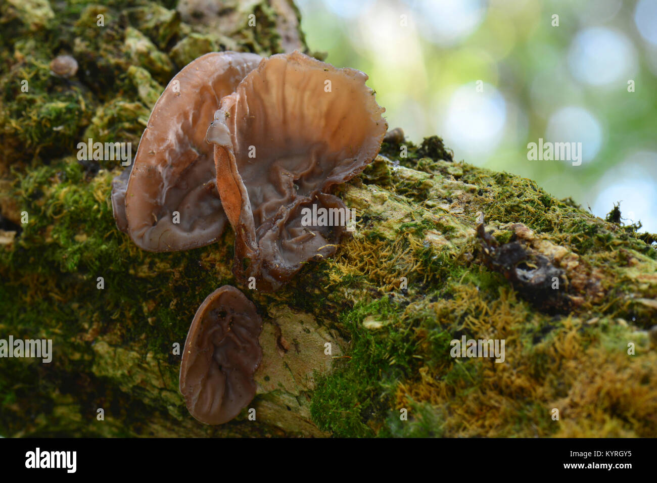 Wood Ear Fungus, Ear Fungus, Mu-err Fungus or Jew's Ear (Auricularia auricula-judae, Auricularia polytricha). Fruiting body on rotting elder wood Stock Photo